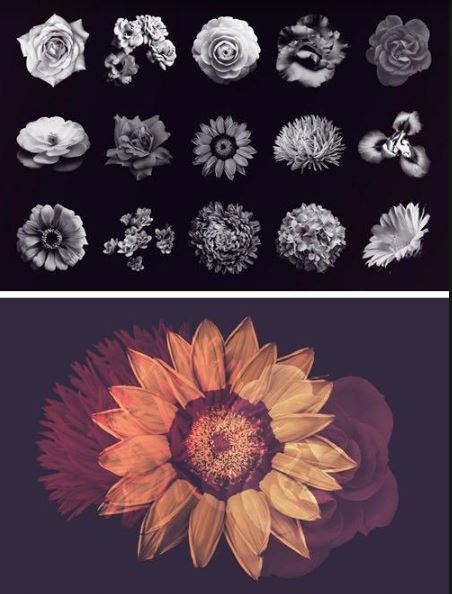 15 Flower Photoshop Brushes Free Download