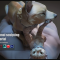 Gumroad – Artistic animal CG sculpture  (Premium)