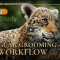 VFX Grace – Jaguar Grooming Workflow | Blender Case Study (Premium)
