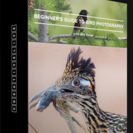 CREATIVELIVE – BEGINNER’S GUIDE TO BIRD PHOTOGRAPHY BY BEN KNOOT (Premium)