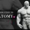 FlippedNormals – Introduction To Anatomy (Premium)