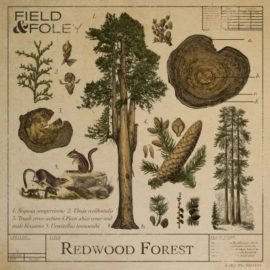 Field and Foley Redwood Forest (Premium)
